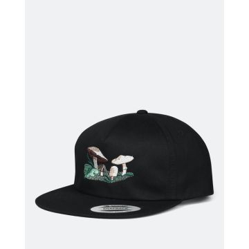 Faculty Snapback